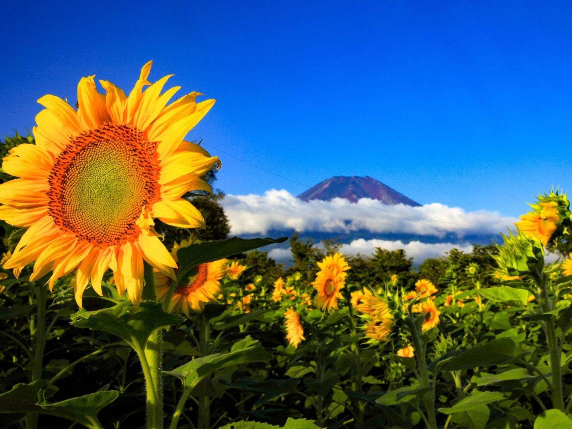 Minamitsuru-Gun - Hotel / Vacation Stay 45535 Yamanakako Zewnętrze zdjęcie